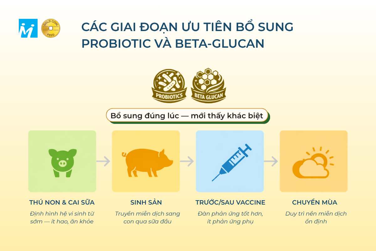 Các giai đoạn ưu tiên bổ sung probiotic và beta-glucan