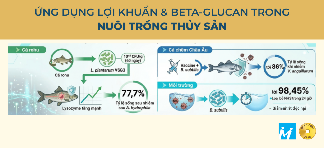 Ứng dụng lợi khuẩn & beta-glucan trong nuôi trồng thủy sản