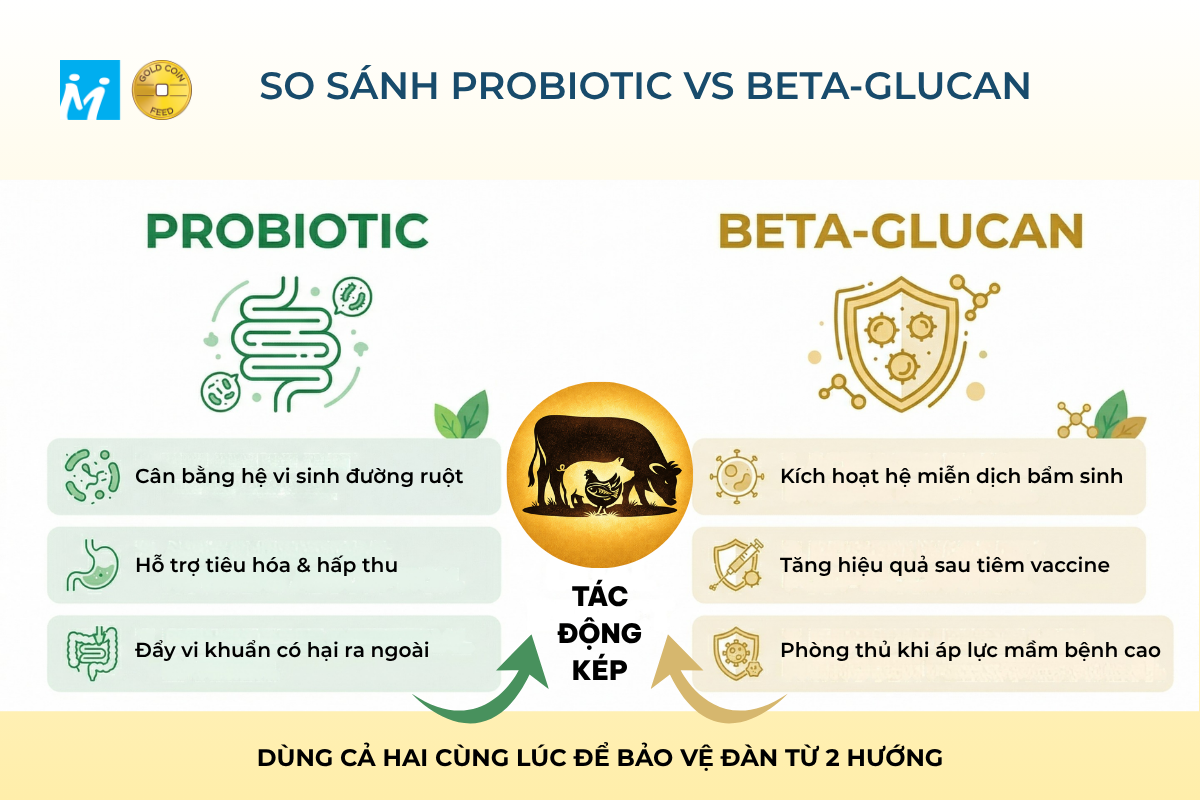 So sánh probiotic và beta-glucan