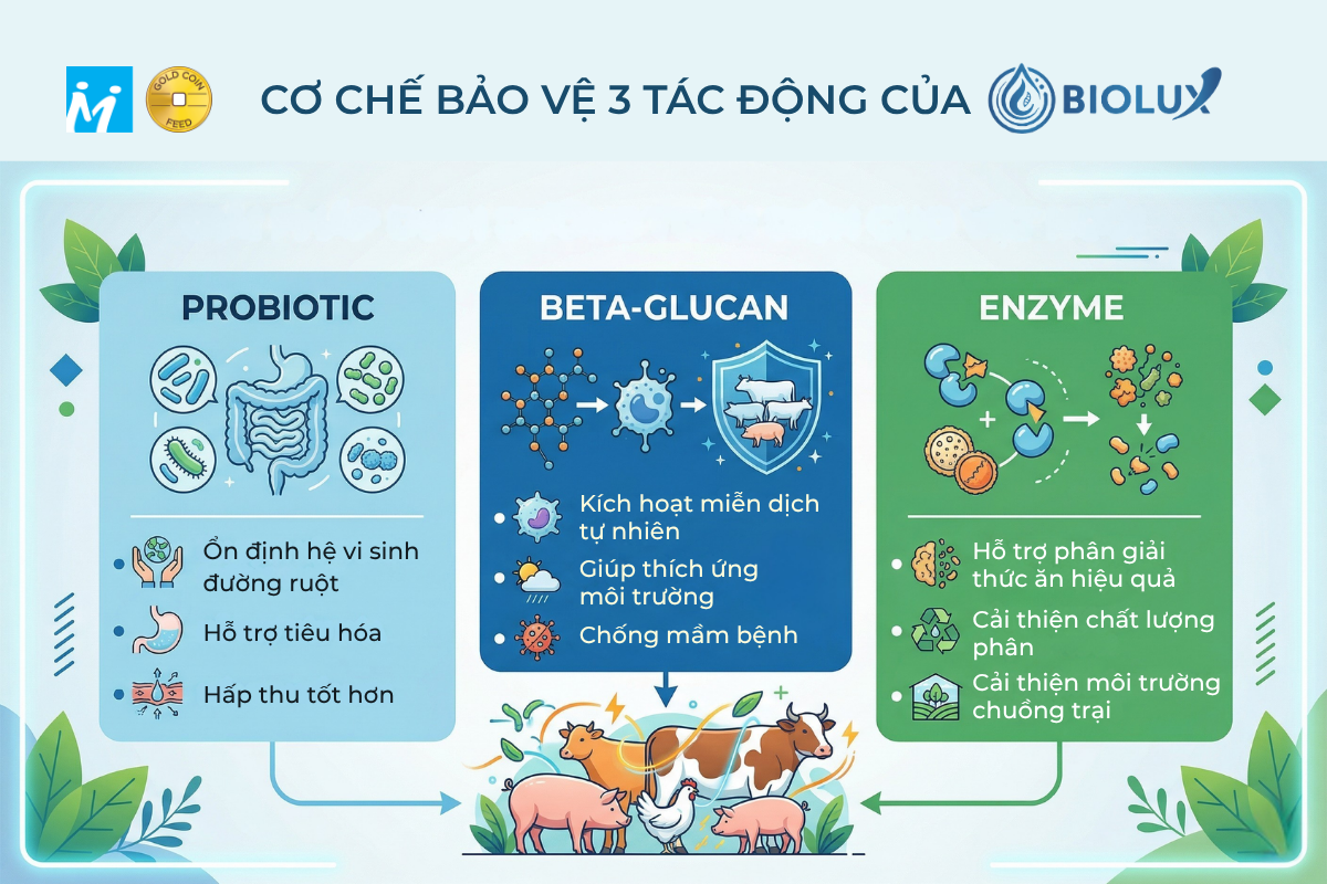GC Info | Cơ chế bảo vệ 3 tác động của BioLUX