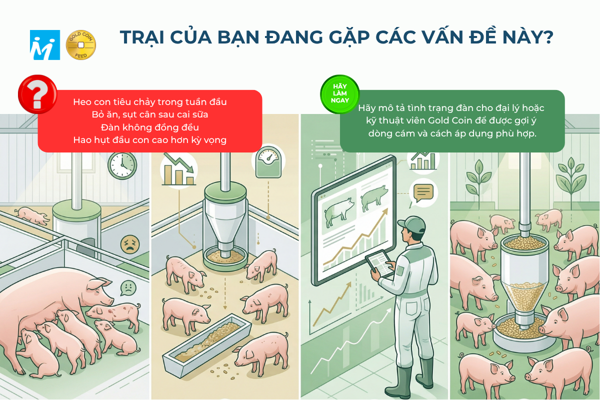GC Info - Hãy gặp kỹ thuật viên Gold Coin để được tư vấn