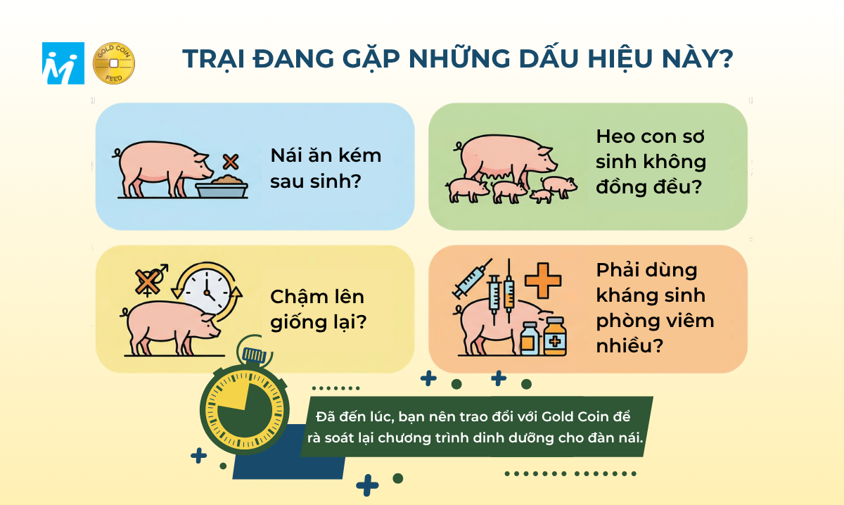 GC Info - Những dấu hiệu đáng lưu ý ở trại nuôi heo nái