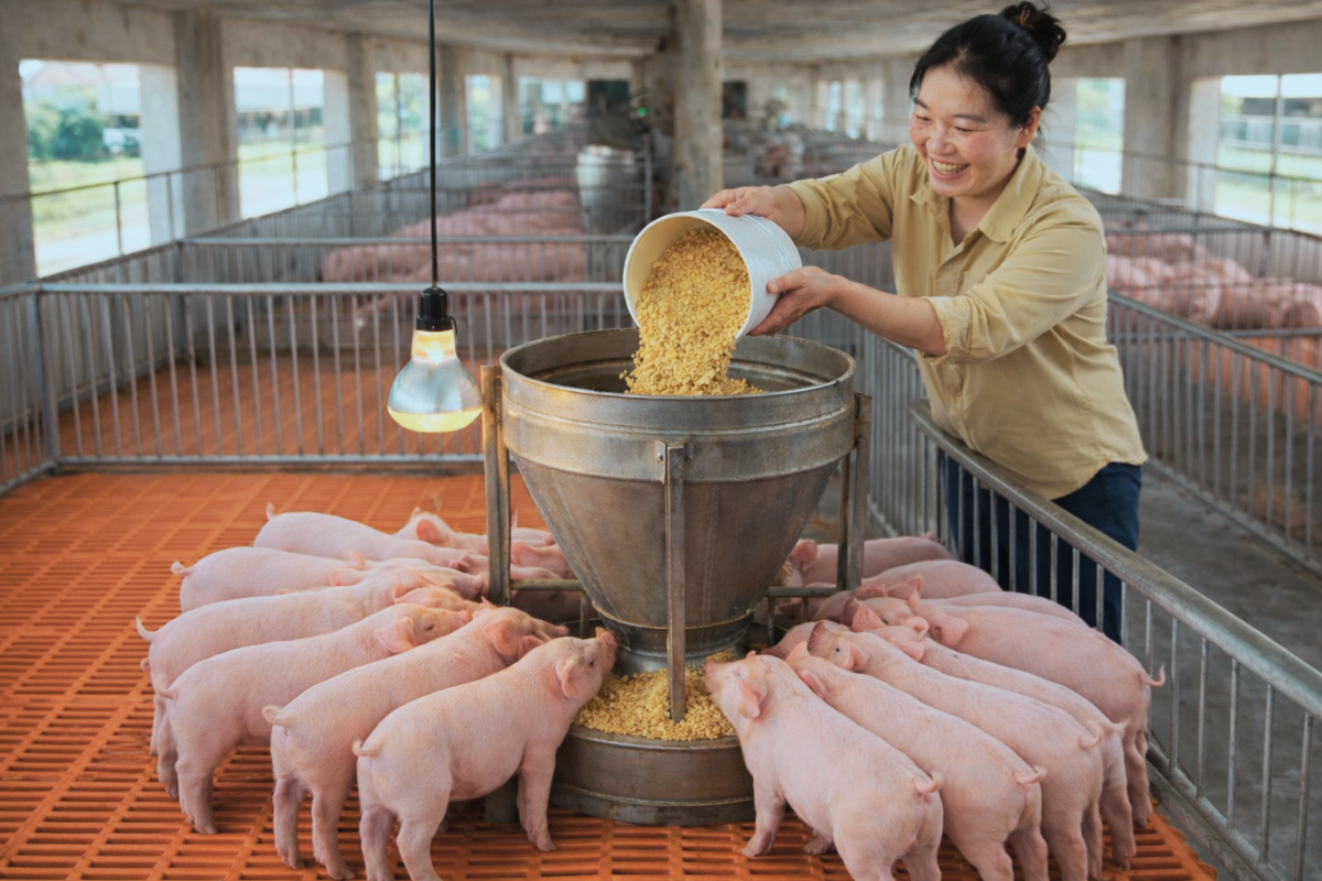 Giai đoạn cai sữa cho heo con luôn là cửa ải khó khăn nhất với nhiều trại heo